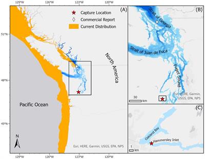Observation of the critically endangered soupfin shark (Galeorhinus galeus) in the Changing Salish Sea